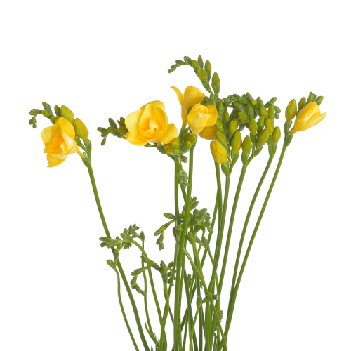 Фрезия Солей (10 шт)