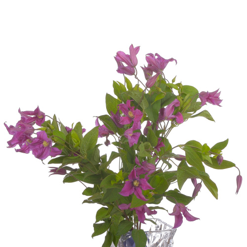 Клематис Инспирейшн (10 шт)