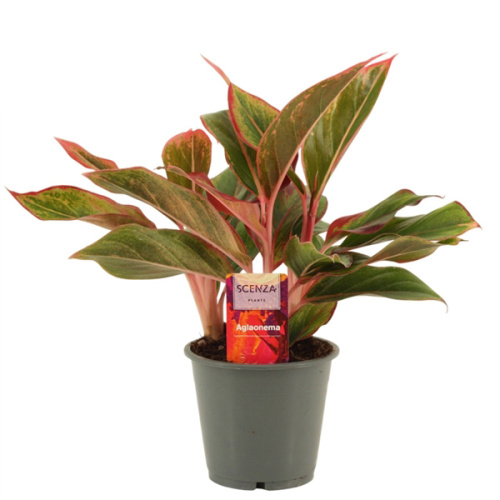 Аглаонема крит 35/12 см