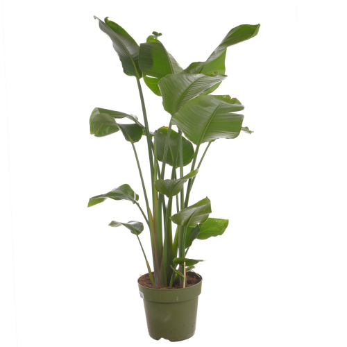 Стрелиция николай 120/25 см