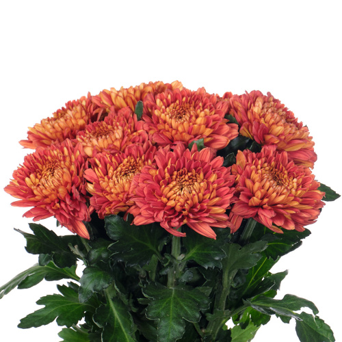 Туска хризантема одноголовая (10 шт)