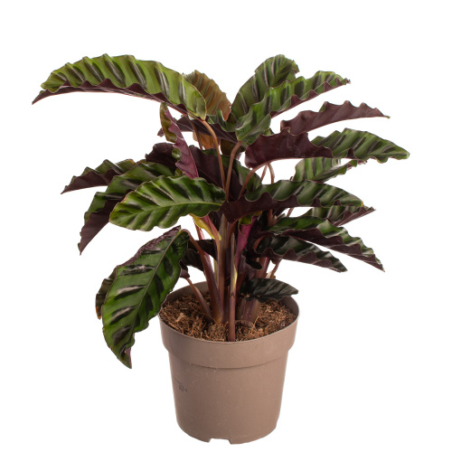 Калатея вельвет глори 40/14 см