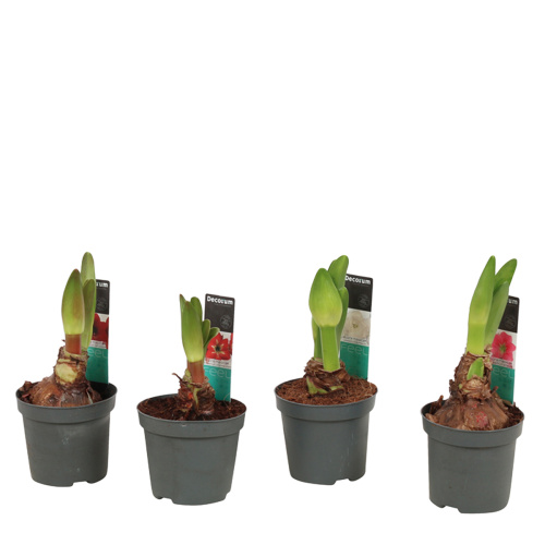 Гиппеаструм микс 2 цв 15/9 см