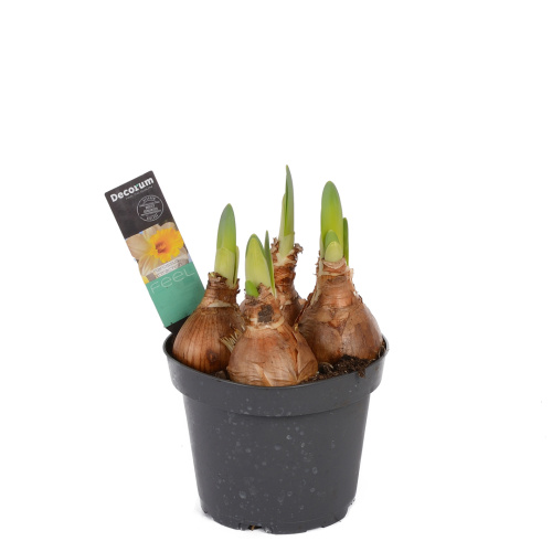 Нарцисс аттракшн 20/12 см