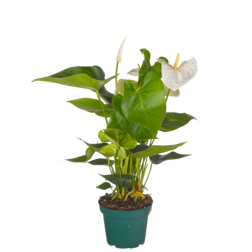 Антуриум замора 50/14 см