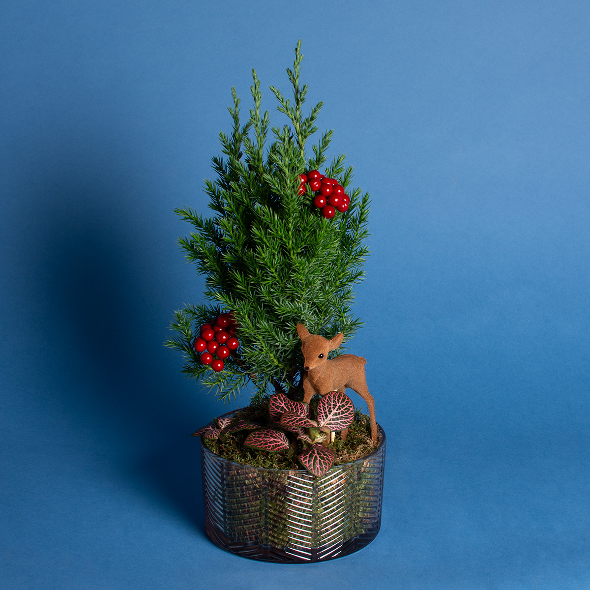 композиции из растений