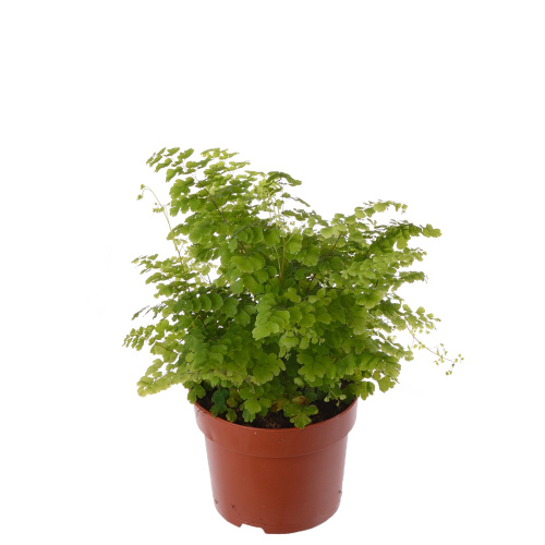 Адиантум фритз 30/12 см