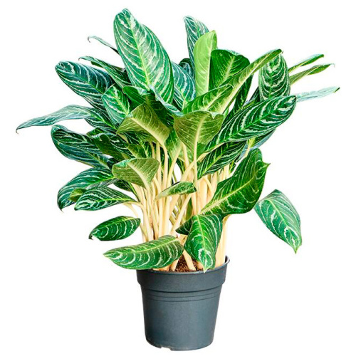 Аглаонема кей лайм (4AGKLTU10) 90/27