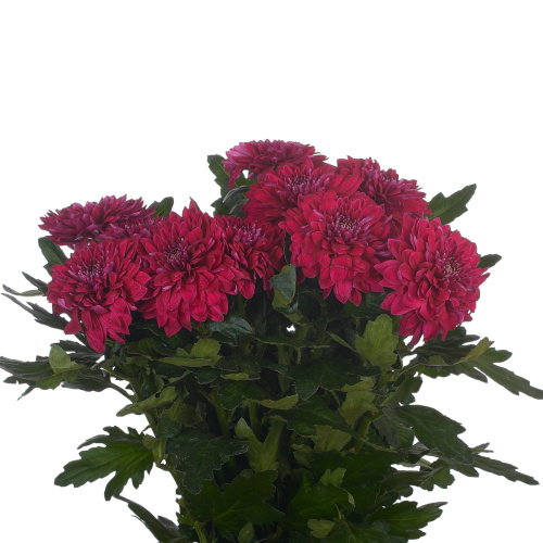 Пип пурпур одн. (10 шт)