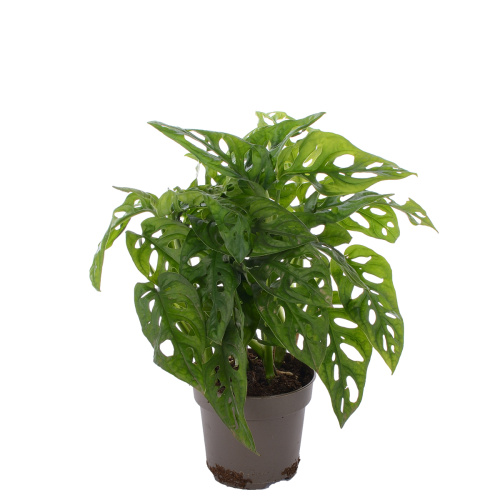 Моснтера обликуа 35/12 см