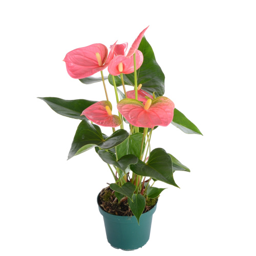 антуриум колорадо 55/14 см