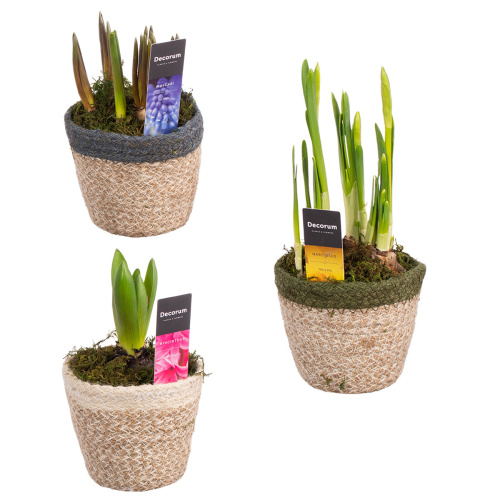 Луковичные в деко кашпо 17/11 см