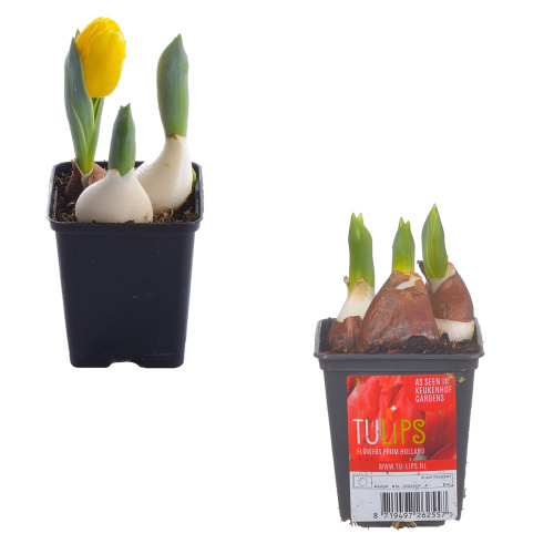 Тюльпан бэби микс 15/7 см