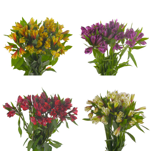 альстромерия (10 шт) разные цвета