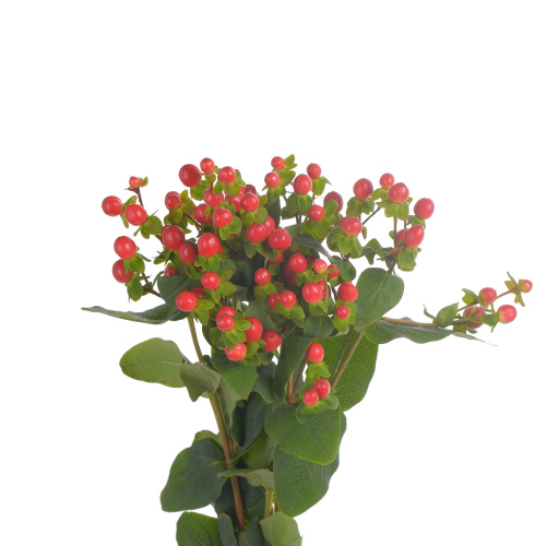 Гиперикум томато флер (5 шт)