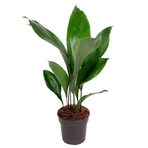 Аспидистра элатиор 60/15 см