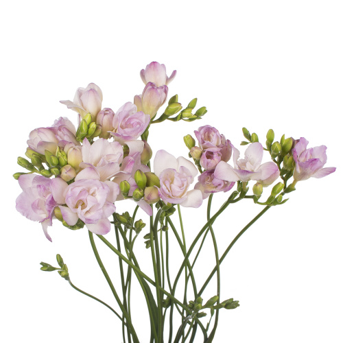 Фрезия розарио (10 шт)