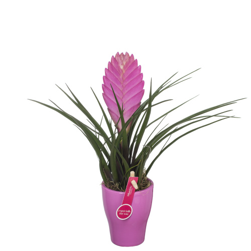 Тилландсия винсент 20/6 см