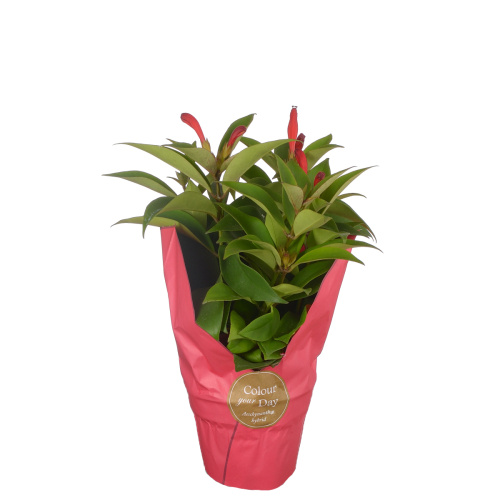 Эсхинантус карина 20/11 см