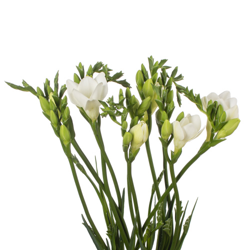 Фрезия альба райвер (10 шт)