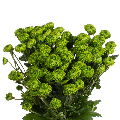 Делингрин хризантема кустовая (5 шт)