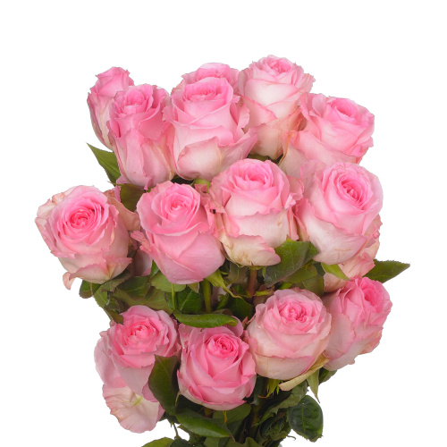 Свит юник (25 шт)