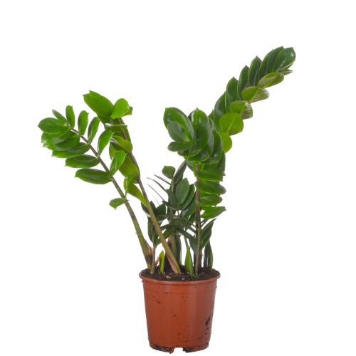 Замиокулкас 60/14 см