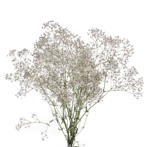 Гипсофила Экселенс (5 шт)