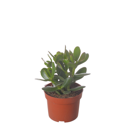 Крассула овата 20/10 см