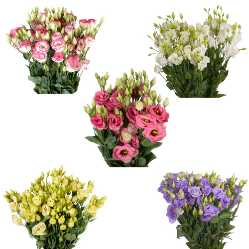 Эустома микс (10 шт) разные цвета