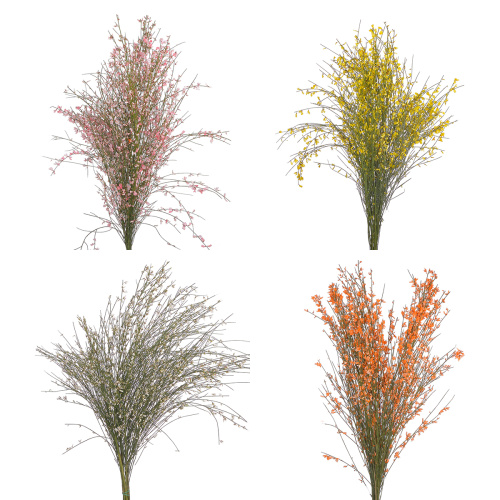 Гинстер (банч) разные цвета