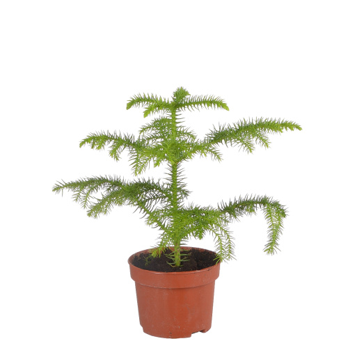 Араукария гетерофилла 25/10 см