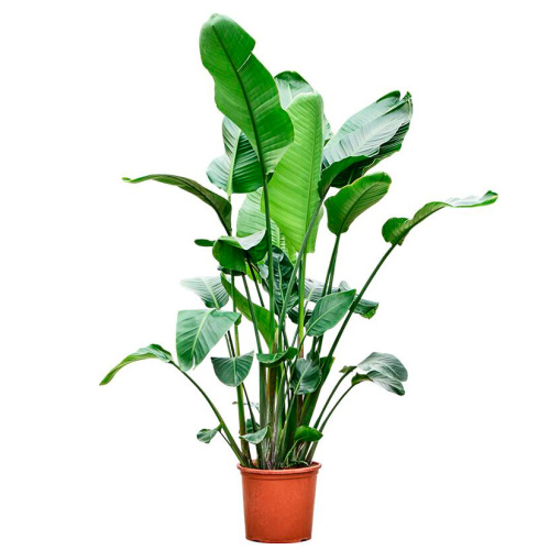 Стрелиция николай 190/32 см