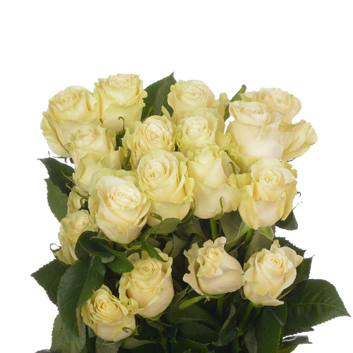 Мондиаль 70 см (25 шт)