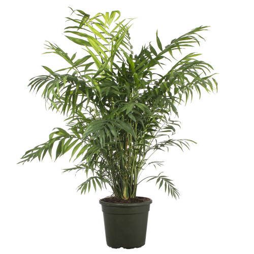 Хамедорея элеганс 100/24 см