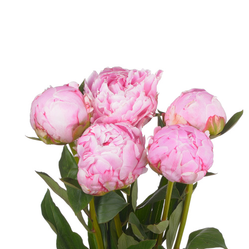 Пион Сара Бернард (уп 5 шт)