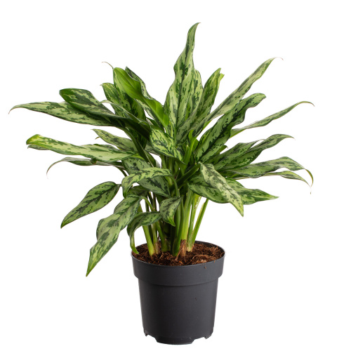 Аглаонема джульетта 65/17 см