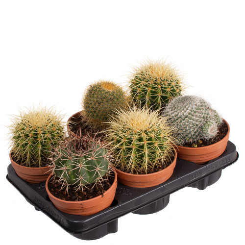 Кактус канариенс микс 15/13 см