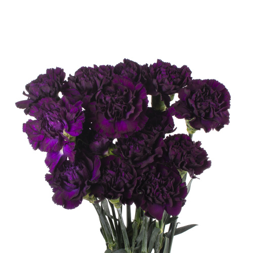 Гвоздика мун виста (20 шт)