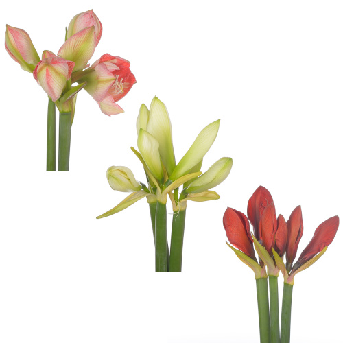 Амариллис микс (3 шт) разные цвета