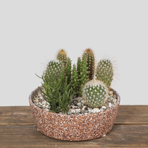 Композиция из растений 07