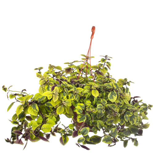 Плектрантус Голд 30/23 см