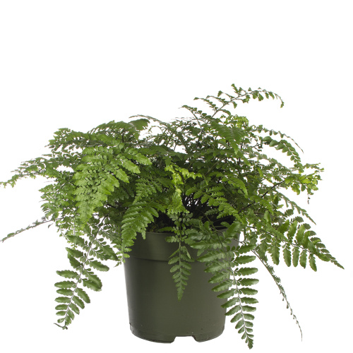 Асплениум парвати 55/27 см