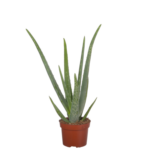 Алоэ вера 35/12 см
