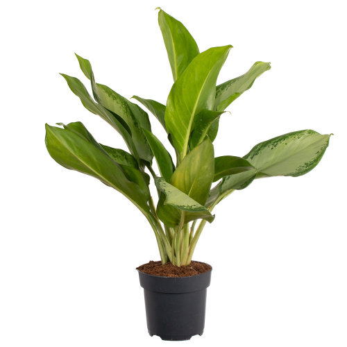 Аглаонема клеопатра 75/17 см