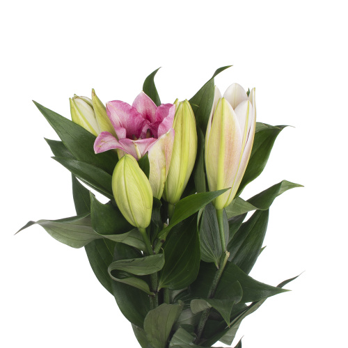 Лилия трокадеро (5 шт)