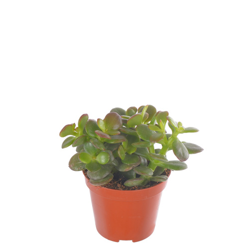 Крассула овата минор 15/8 см