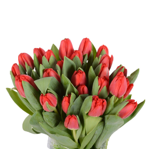 тюльпан антарктик файр (25 шт)