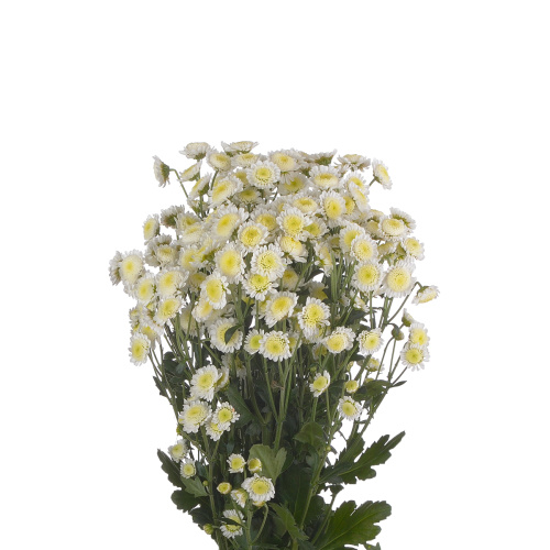 Сталлион белый хризантема кустовая (5 шт)