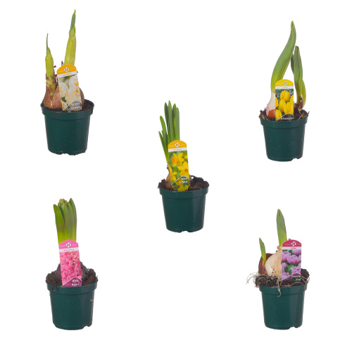 Луковичные микс 15/7 см